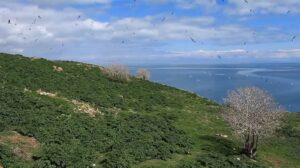 دریاچه وان ترکیه