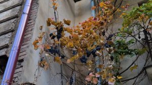 شهر تفلیس گرجستان