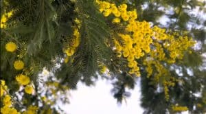 شهر زیبا باتومی