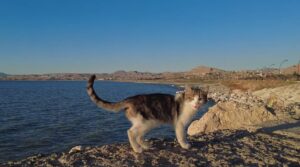 شهرهای دریاچه وان